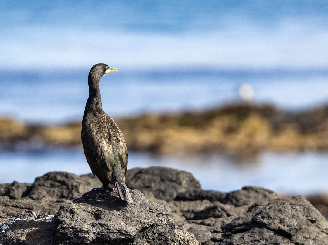 Mull Wildlife Breaks-Salen必去景点