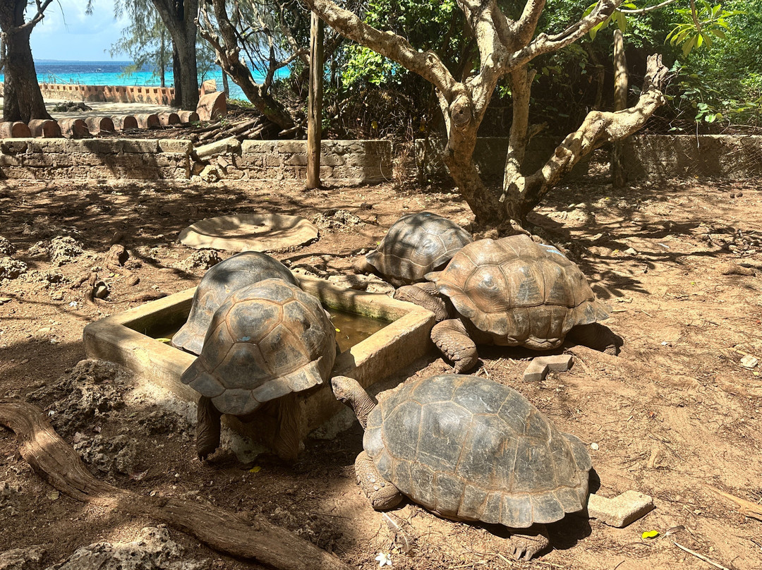 Prison Island - Changuu Private Island-石头城必去景点