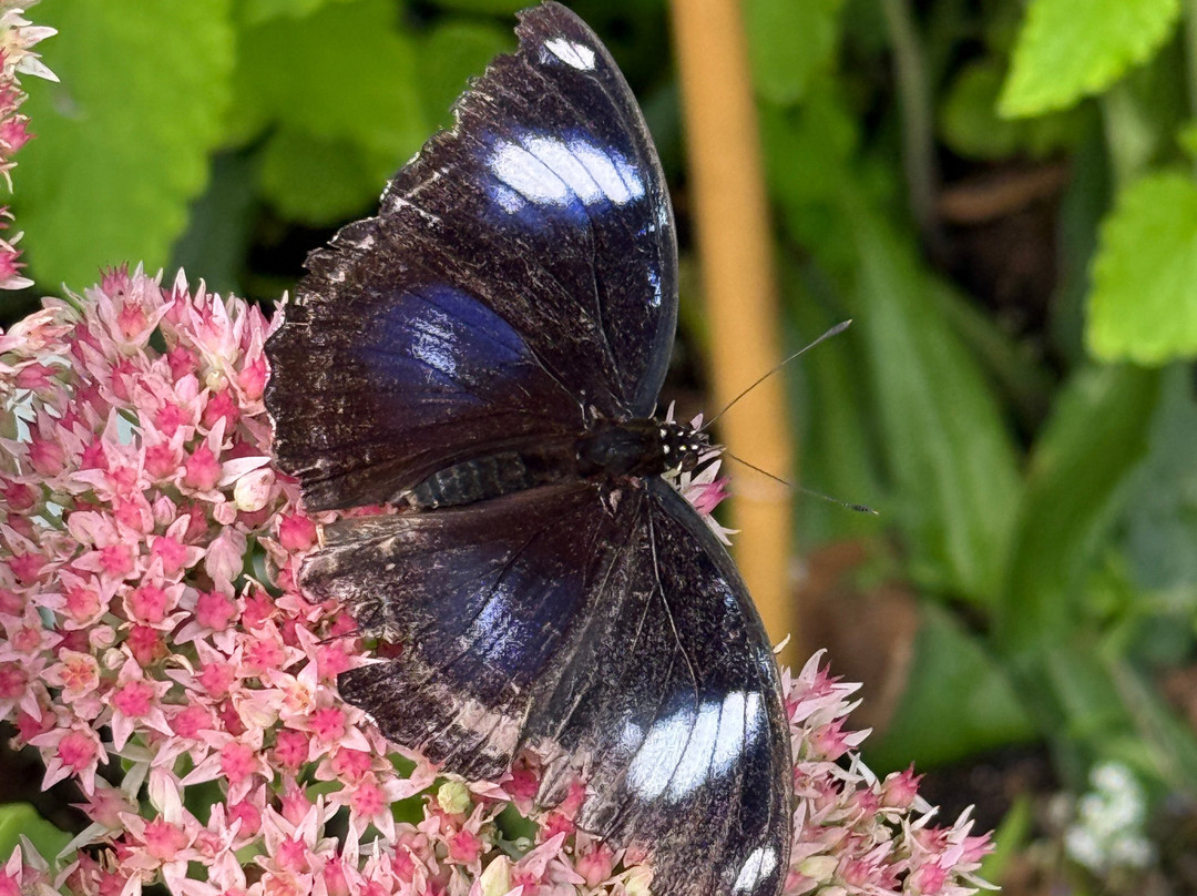Newfoundland Insectarium-Reidville必去景点