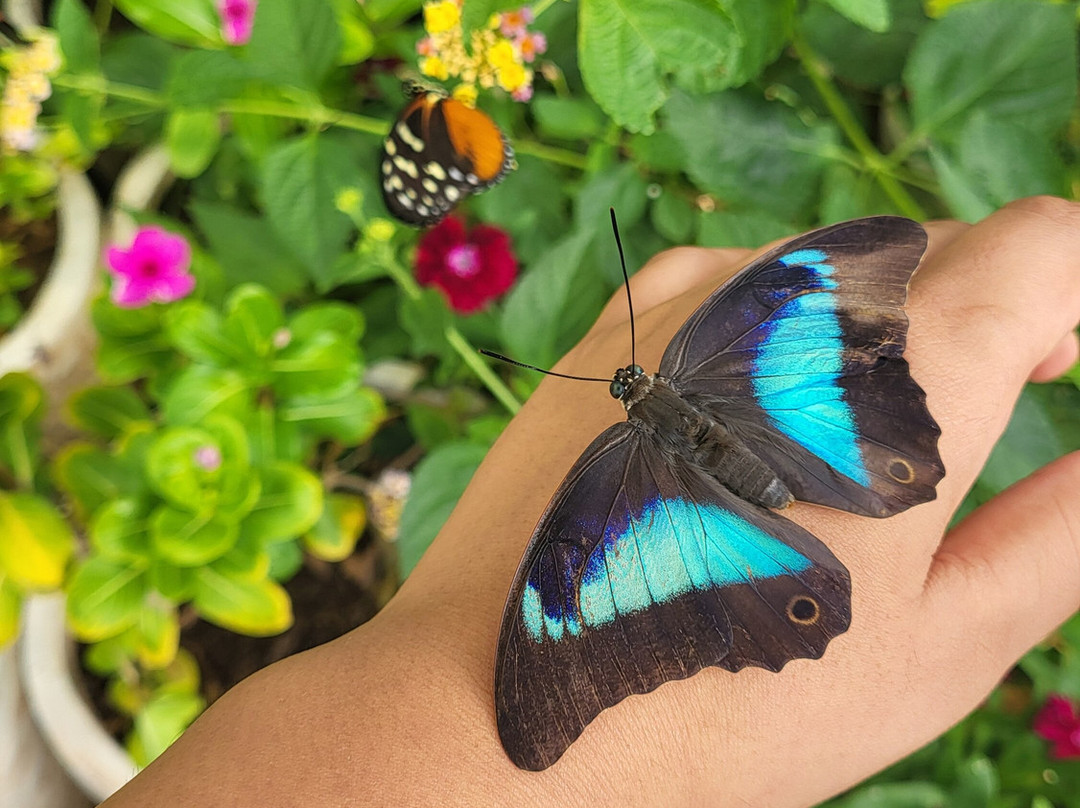The Butterfly Gardens Abu Dhabi-阿布扎比必去景点
