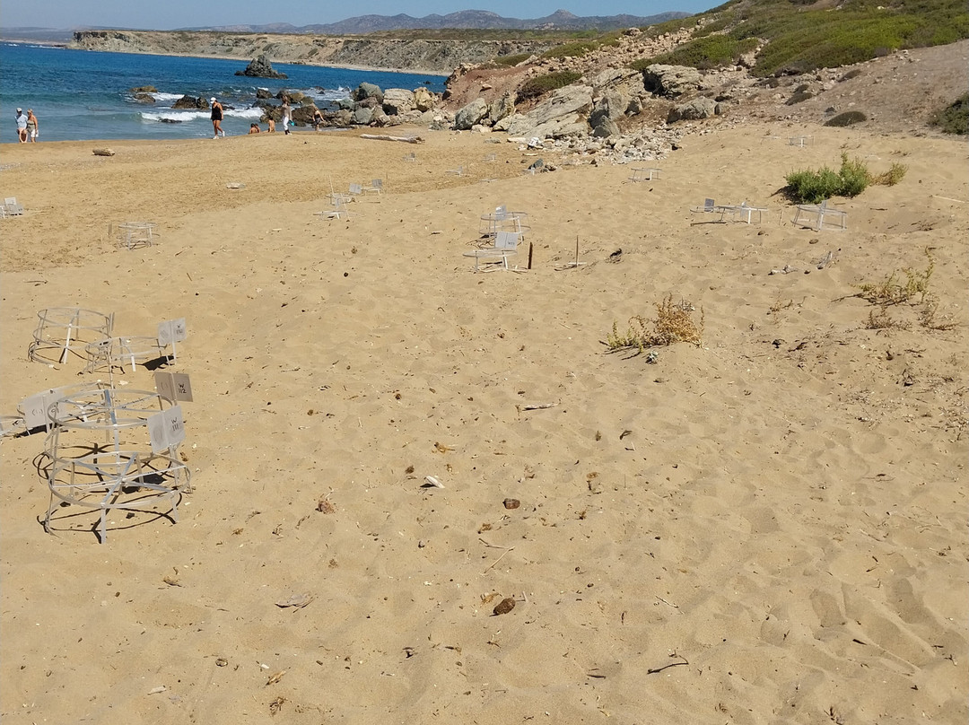 Lara Bay Turtle Conservation Station-帕福斯必去景点