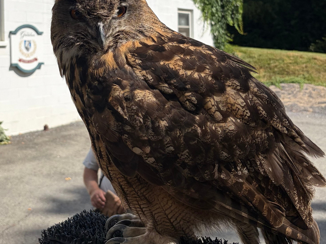 The Greenbrier Falconry-White Sulphur Springs必去景点