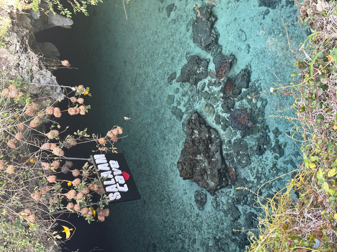 Salaam Cave Aquarium