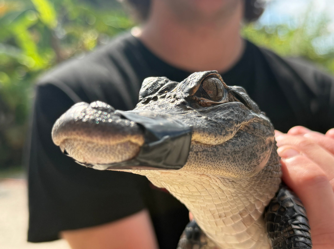 Croc Encounters-坦帕必去景点