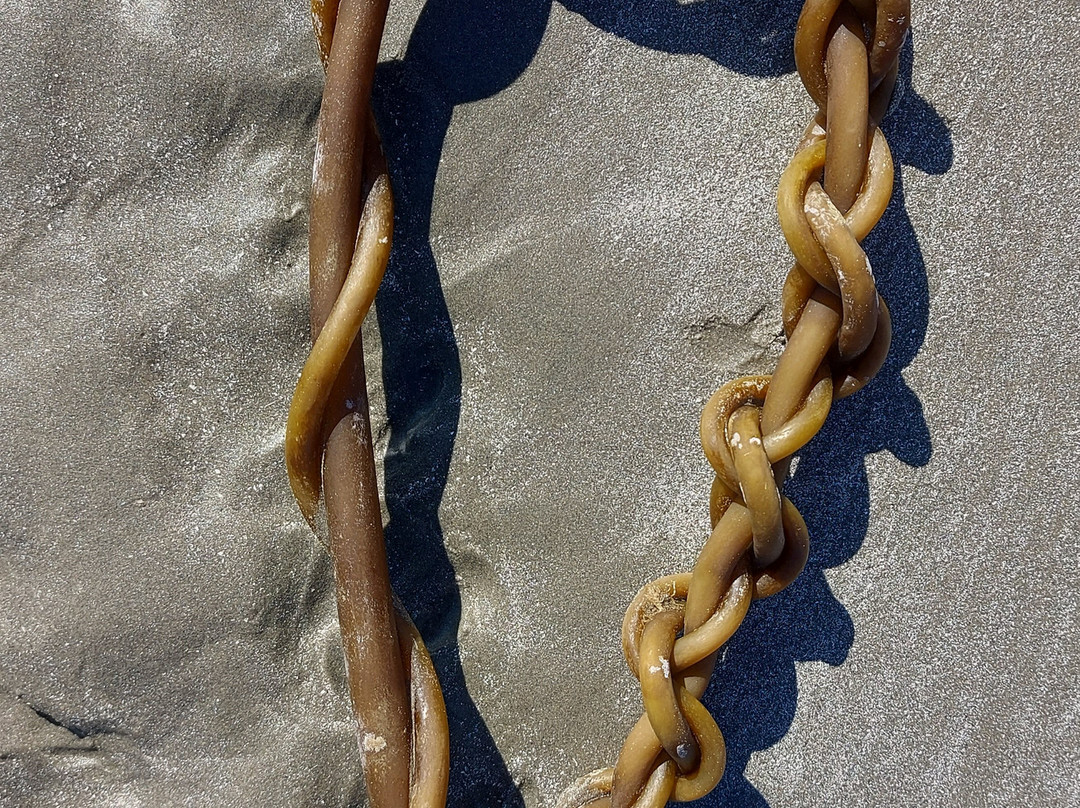 Chesterman Beach-托菲诺必去景点