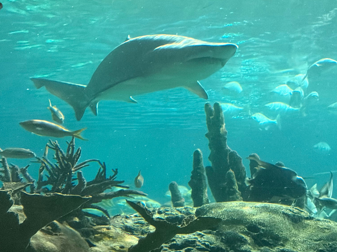 莱利大烟山水族馆-盖林柏格必去景点
