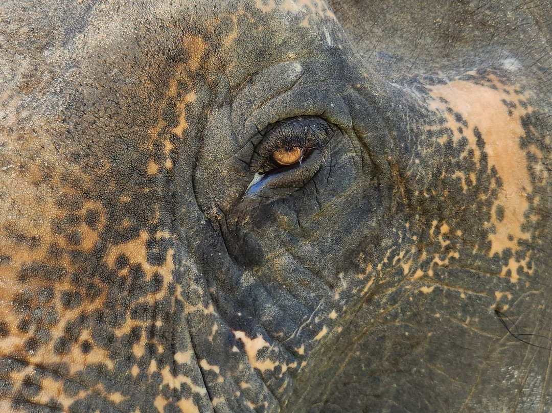Maerim Elephant Sanctuary-夜林必去景点