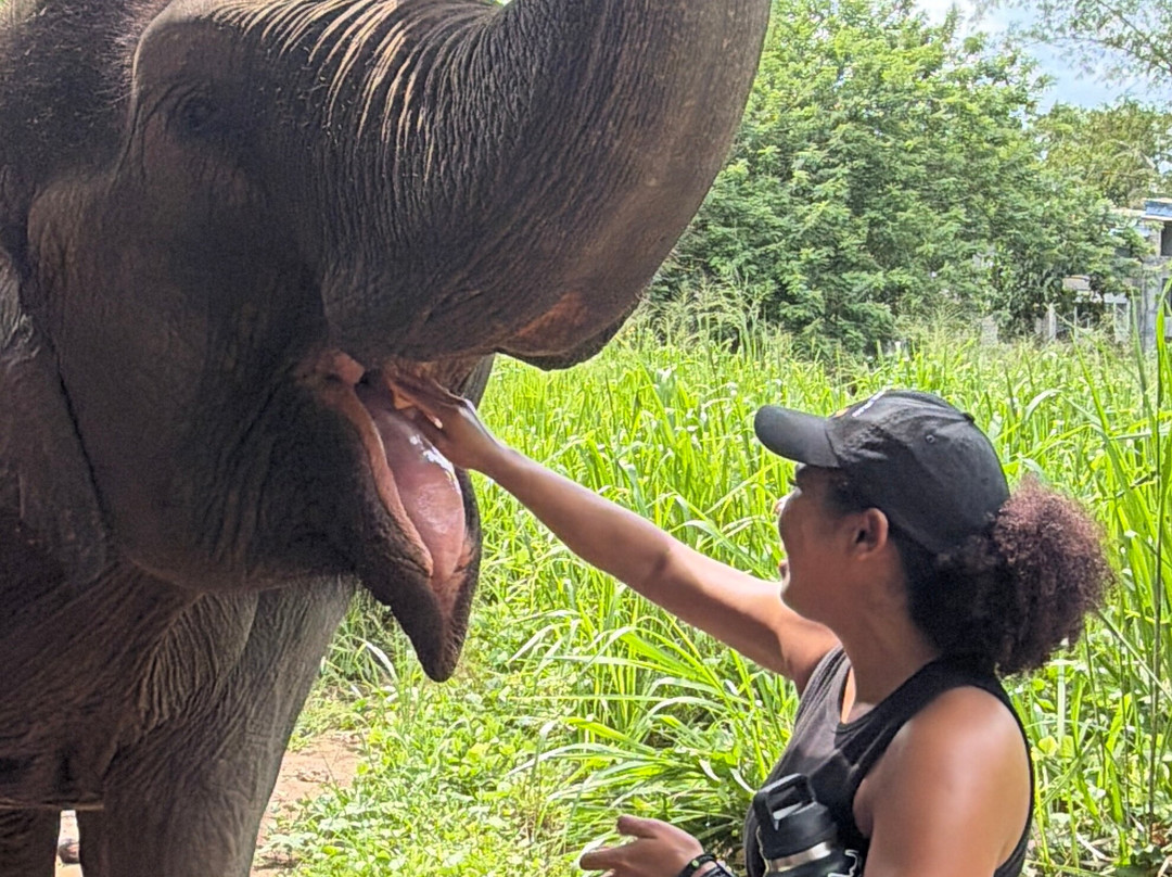 Elephant Freedom Project-凯格勒 必去景点