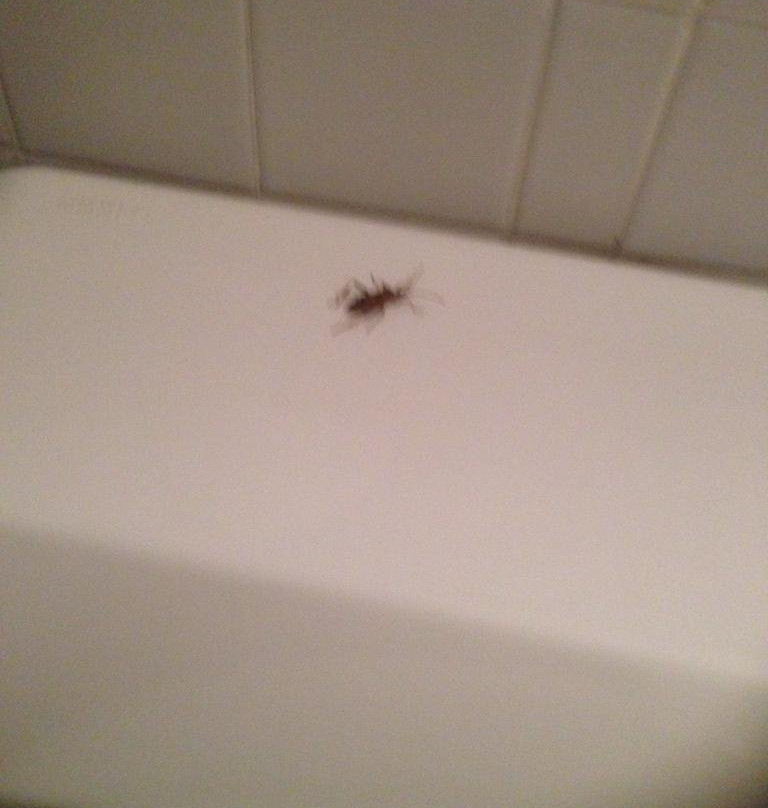 Landgasthof Kranz主图