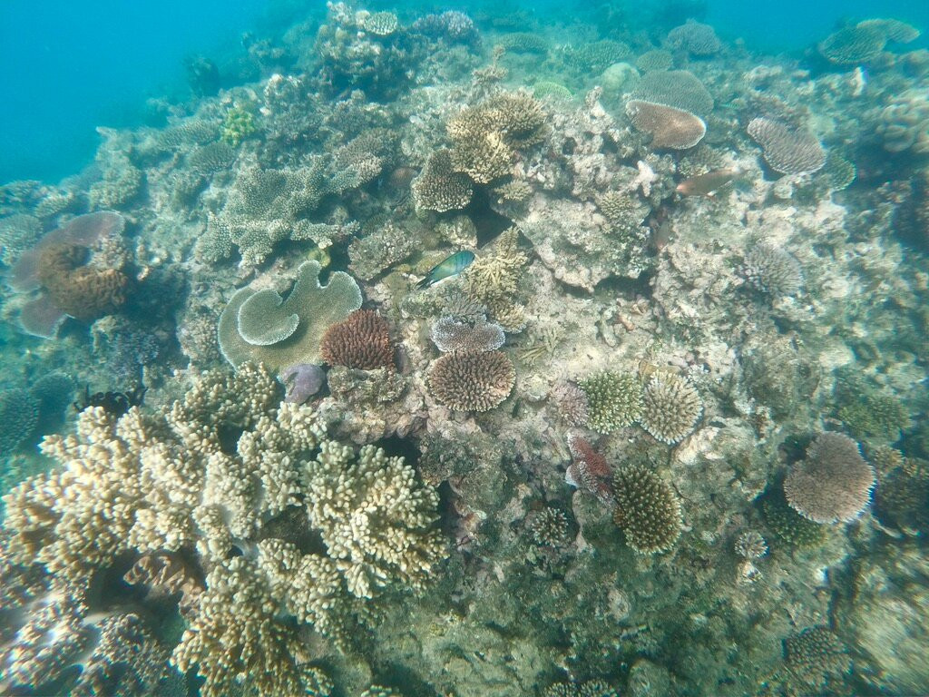 Cairns Premier Reef & Island Tours景点图片
