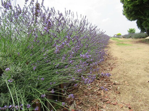Lavender Tsutsumi-久喜市必去景点