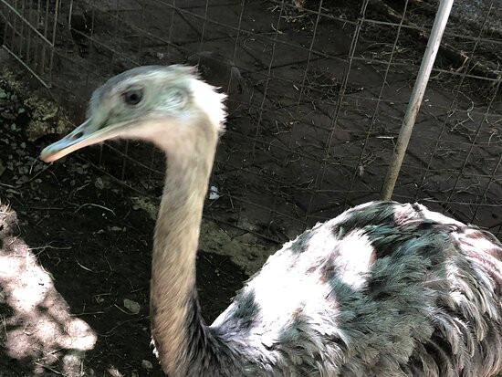 Jungle Experience Zoo-Granville必去景点