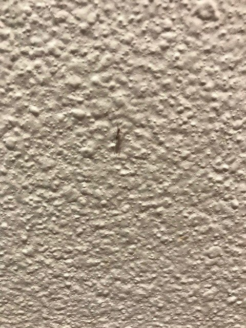 圣克莱门特北智选假日酒店主图