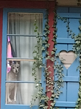 The White Rabbit Inn B&B主图