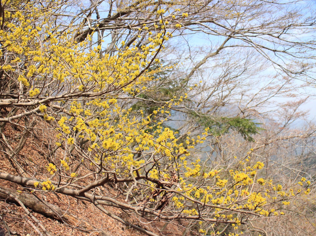 Mt. Furusobo景点图片