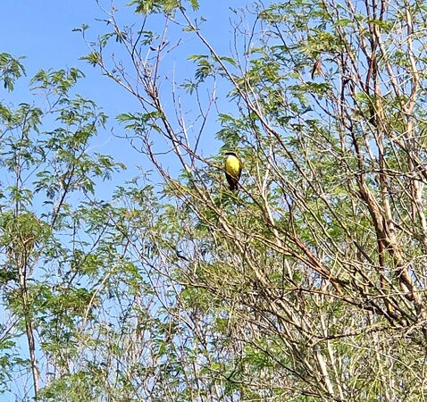 Old Hidalgo Pumphouse Museum and World Birding Center-Hidalgo必去景点