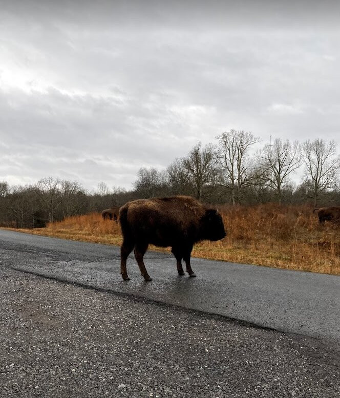 The Elk and Bison Prairie景点图片