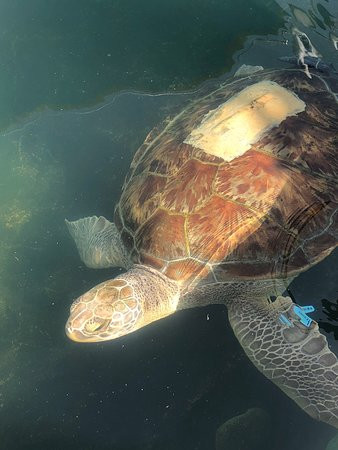 Centro de Conservación de Manatíes de Puerto Rico-Bayamon必去景点