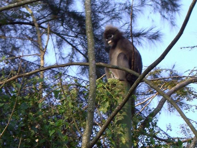 Taman TAR Wildlife Sanctuary