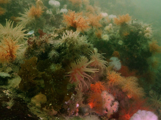 Base de plongée de la FQAS aux Escoumins-Les Escoumins必去景点