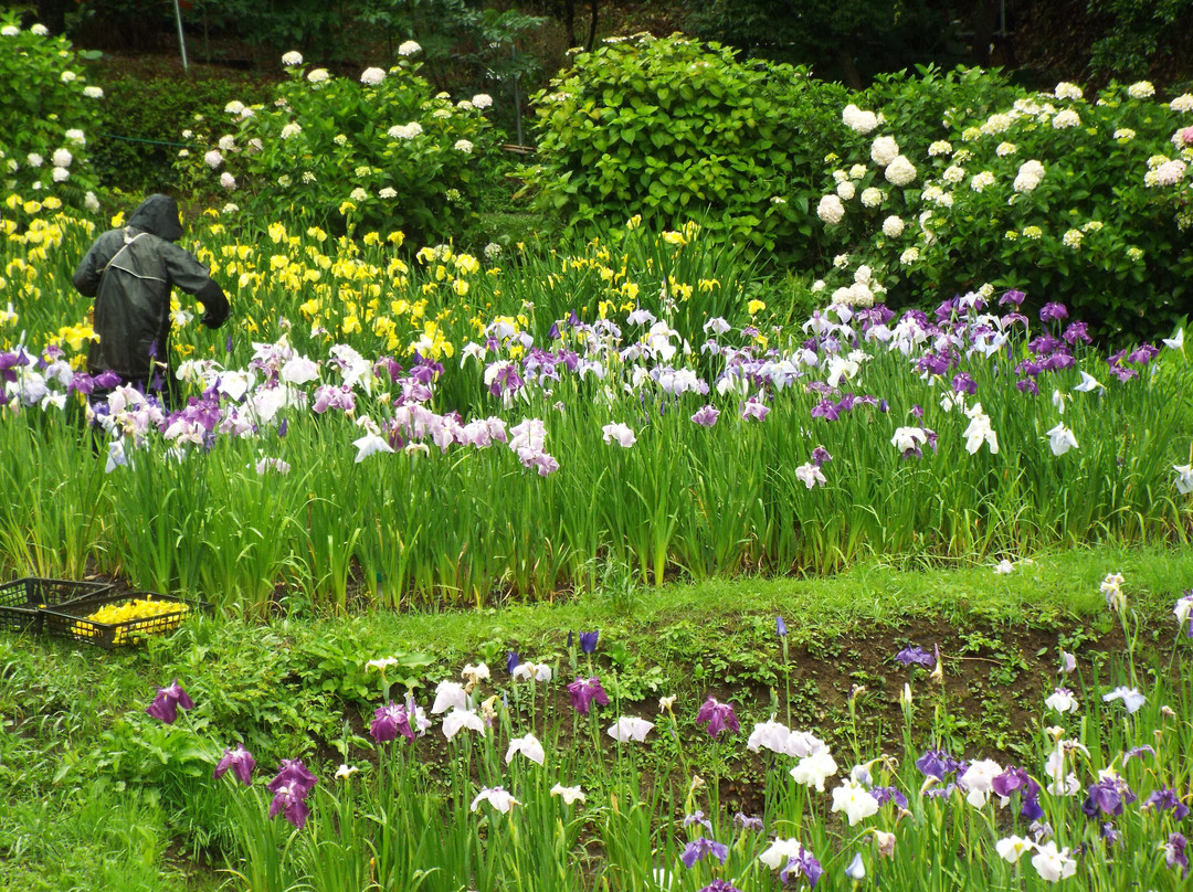 Ninomiya Seseragi Park-二宫町必去景点