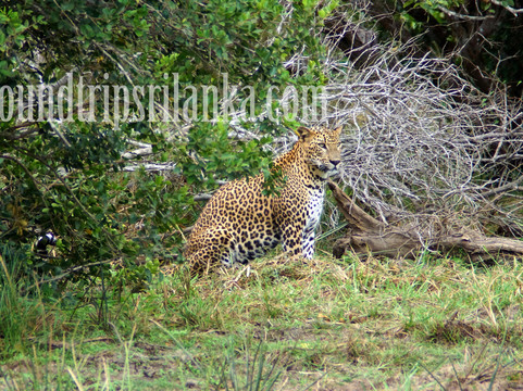 Vikky Roundtripsrilanka Travels