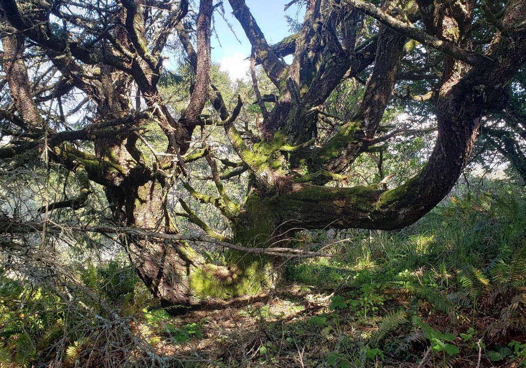 Red Hill Trail-索诺玛必去景点
