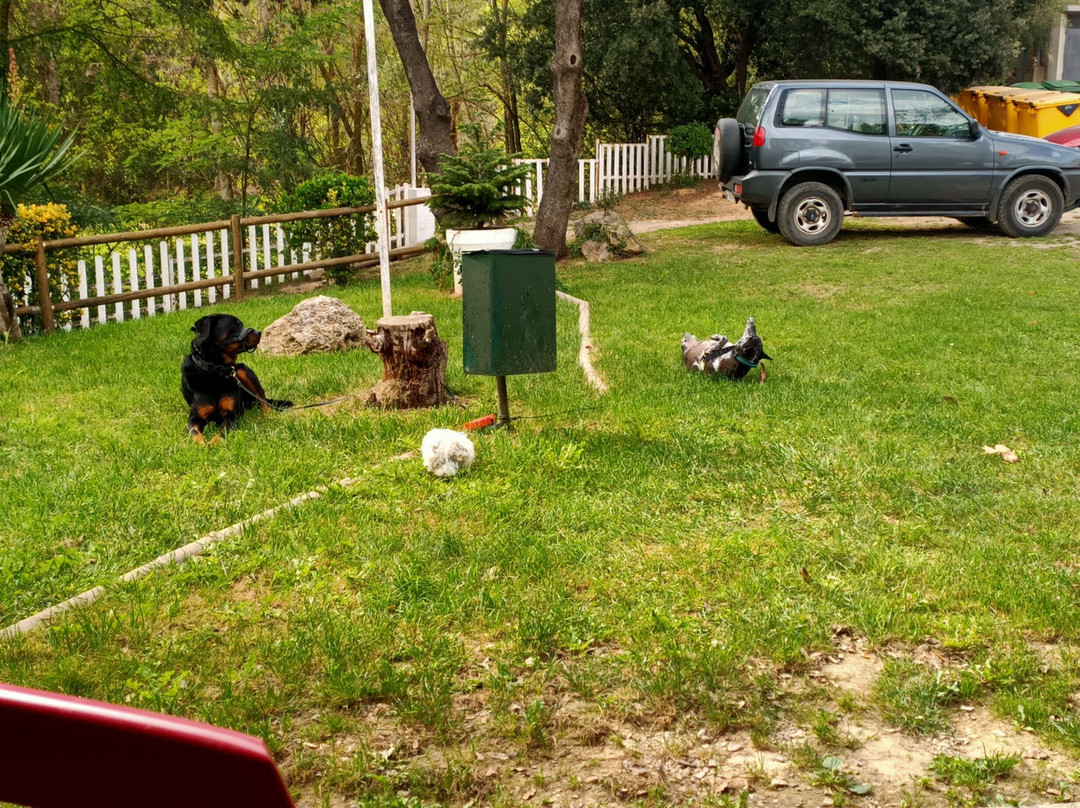 Camping L' Illa