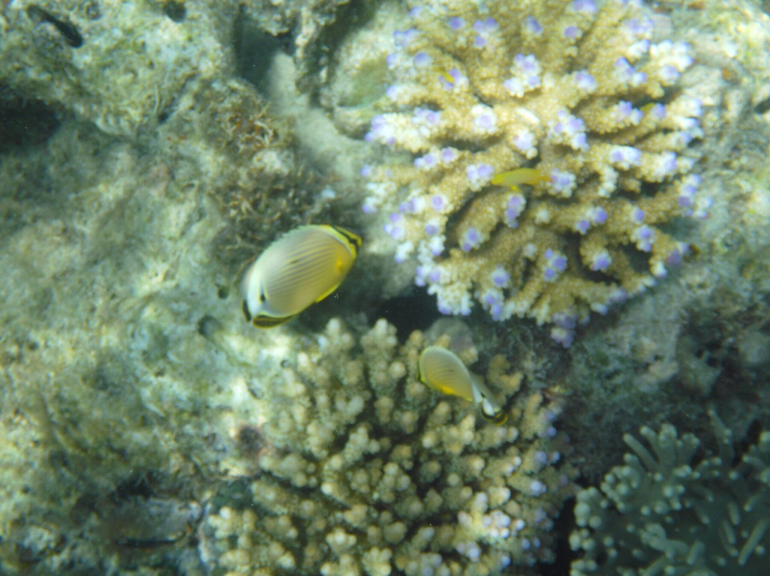 Lizard Island National Park-蜥蜴岛必去景点