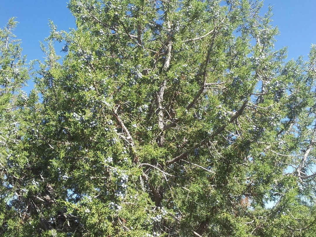 Shoofly Indian Archaeological Site-Payson必去景点