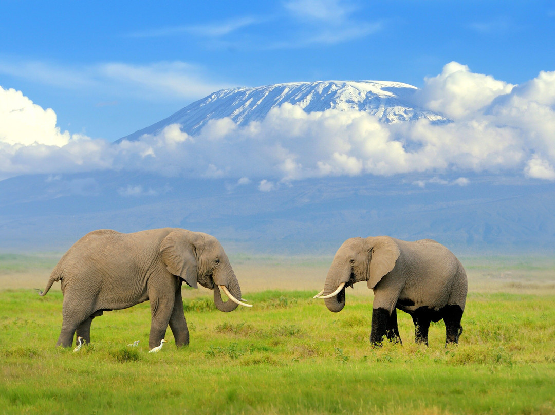 6 Days Kenya Classic Safari景点图片