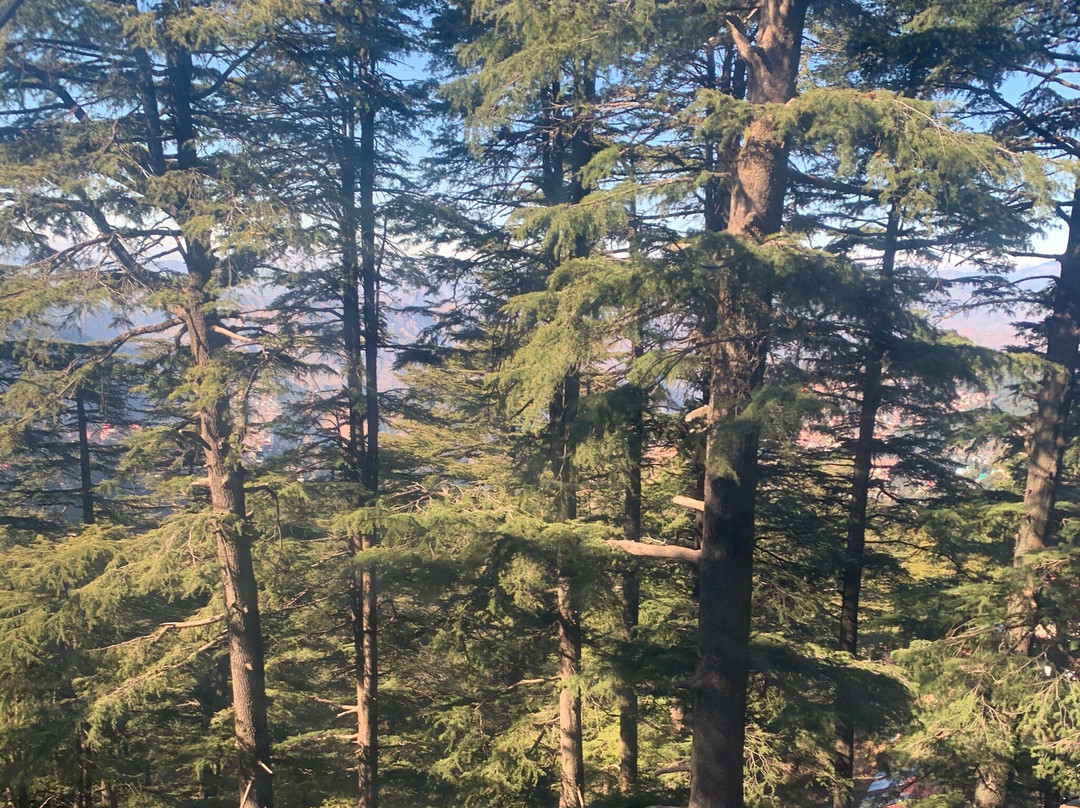Jakhoo Hill景点图片