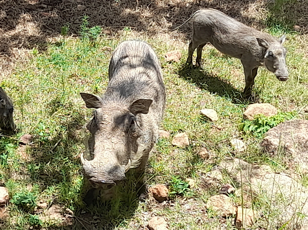 Mabalingwe Nature Reserve-贝拉贝拉必去景点