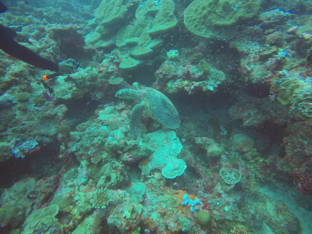 Koamas Dive & Water Sports Centre-Madivaru必去景点