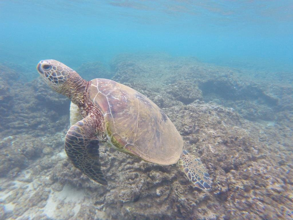 In2Scuba Diving Maui Dive Co.景点图片