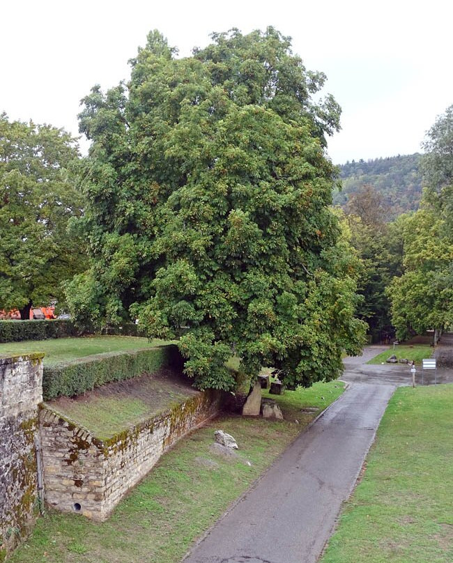 Stadtpark Echternach-埃希特纳赫必去景点