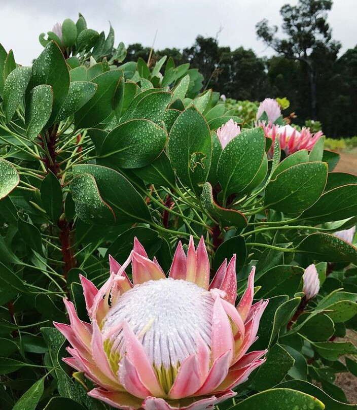 Yelverton Protea Farm景点图片