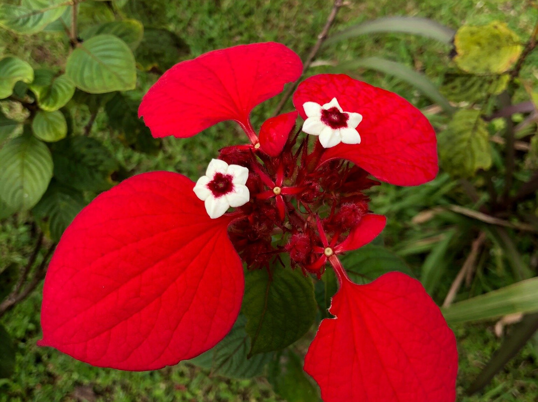 MARTINIQUE BEST SECRET-Saint-Joseph必去景点