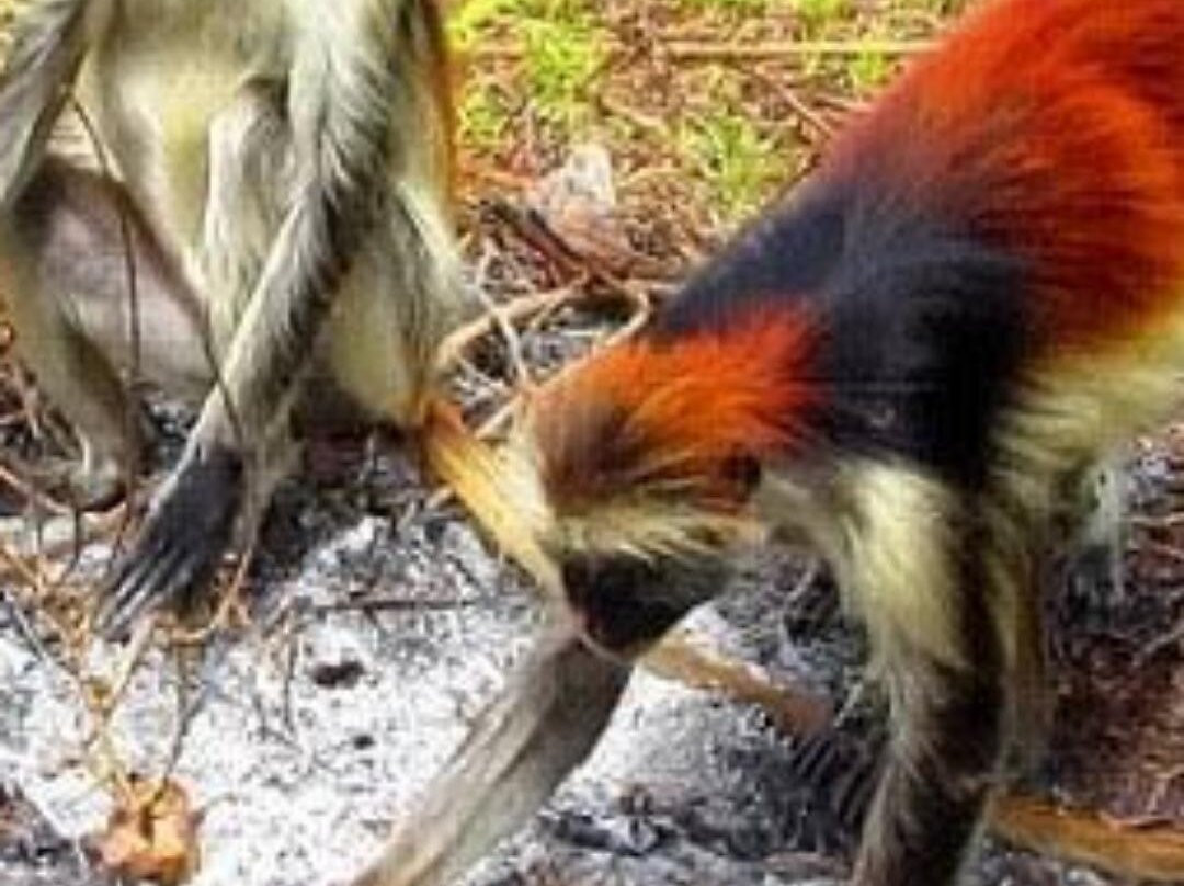 Jozani Chwaka Bay National Park-桑给巴尔岛必去景点