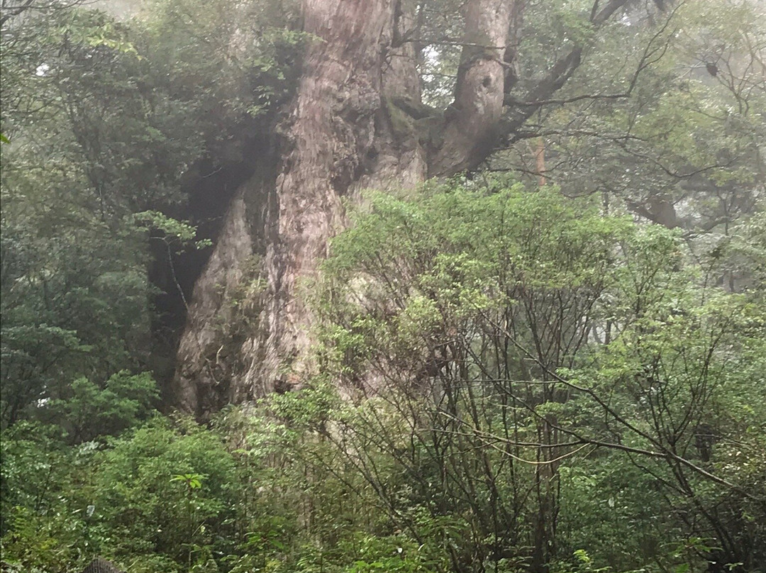 Jomonsugi景点图片