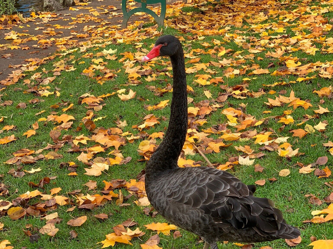 Dawlish Town Trail-道利什必去景点