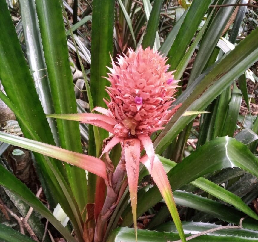 Cachoeira da Feiticeira-安格拉杜斯雷斯必去景点