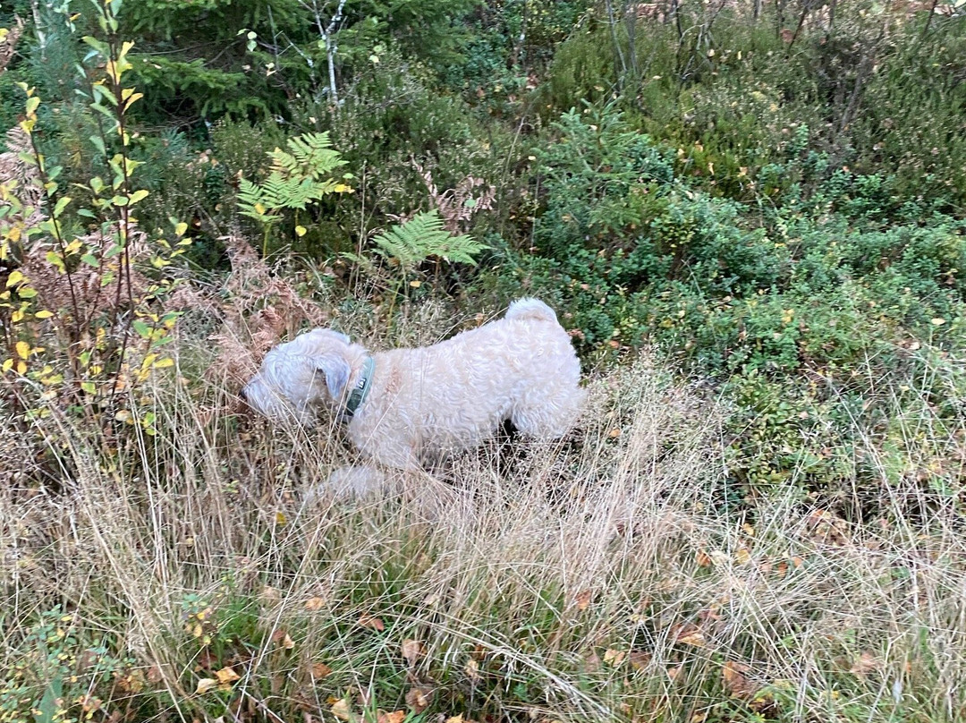 Hedekas旅游攻略图片