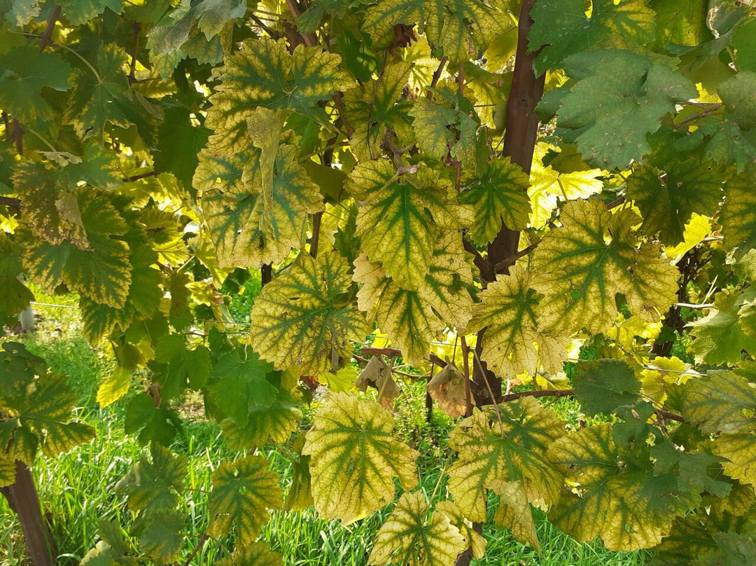 Anello del Prosecco Superiore-Valdobbiadene必去景点