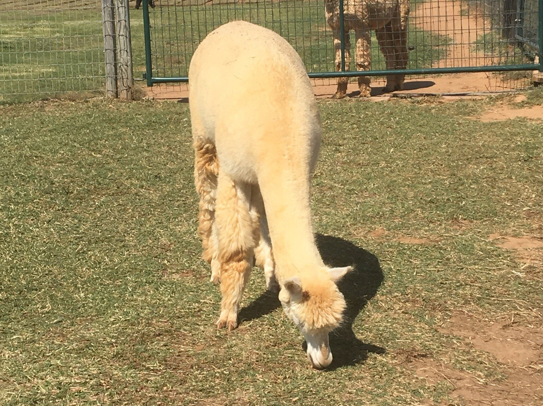 Alpacas-N-Moore-Guthrie必去景点