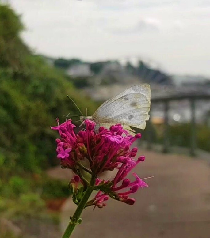 The Royal Terrace Gardens (Rock Walk)景点图片