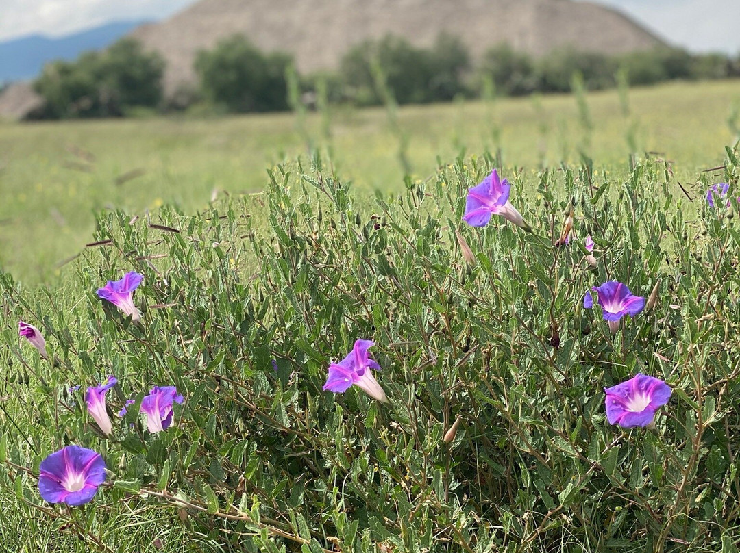 Mexico Tour Freelance-墨西哥城必去景点