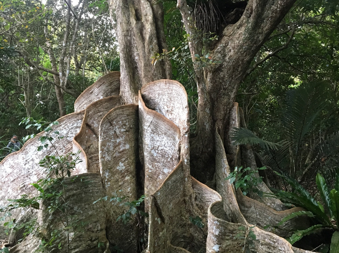 Heritiera Littoralis Tree of Nakama River景点图片