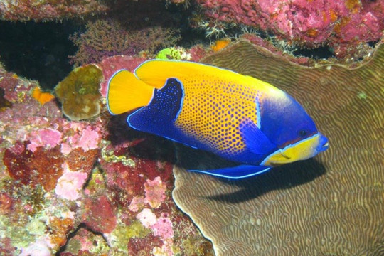 Unreel Adventures-布鲁姆必去景点