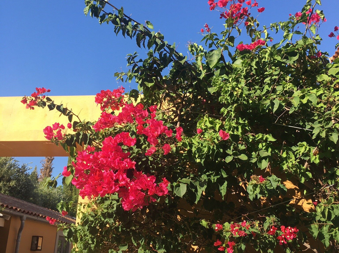 Quinta Rosa Amarela主图